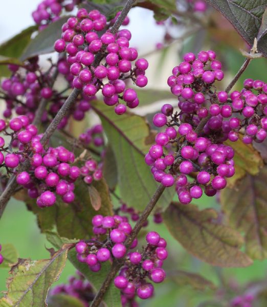 Callicarpa bodinieri giraldii 'profusion'
